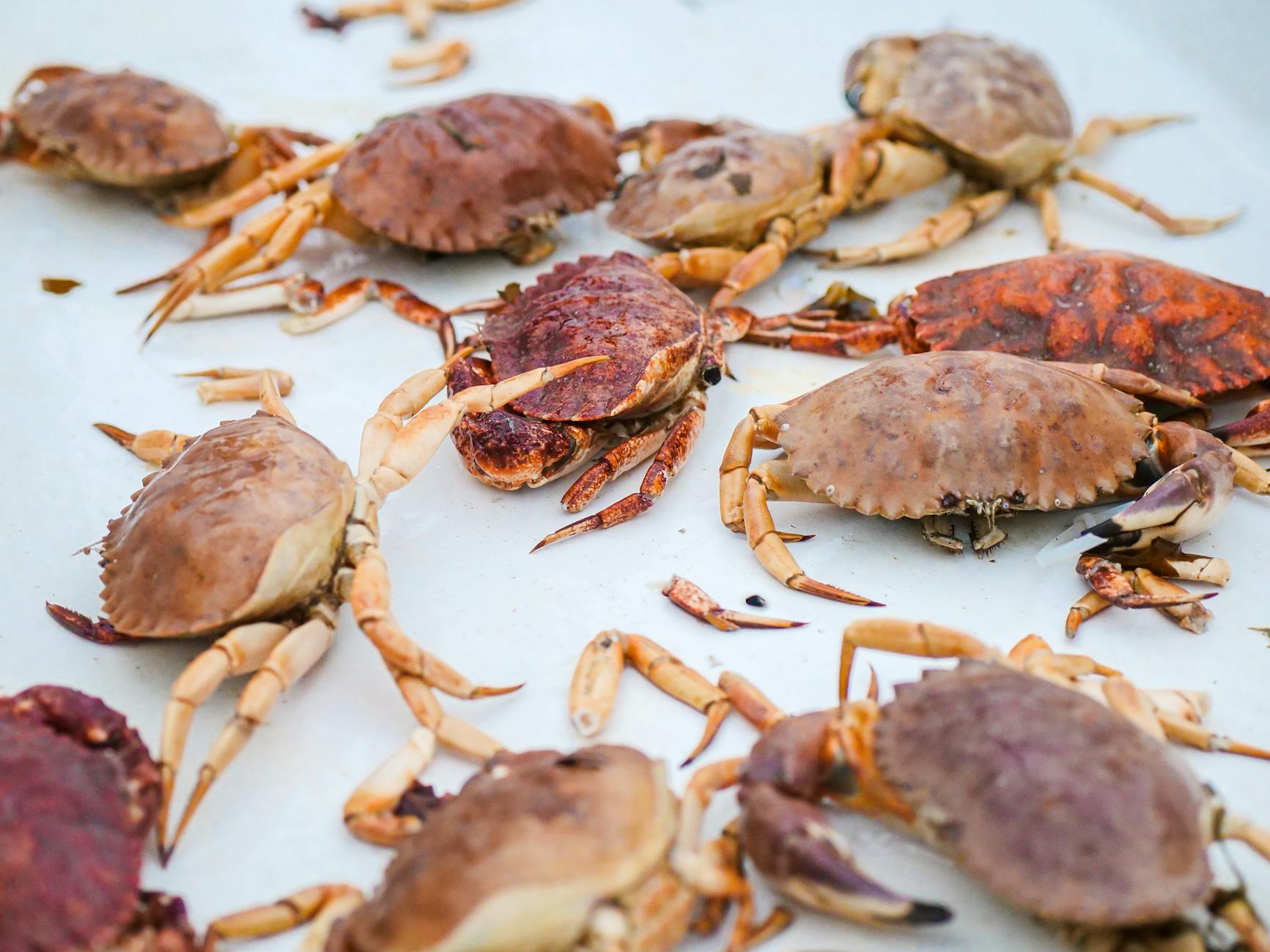 Which Cats Should Avoid Eating Crab Entirely