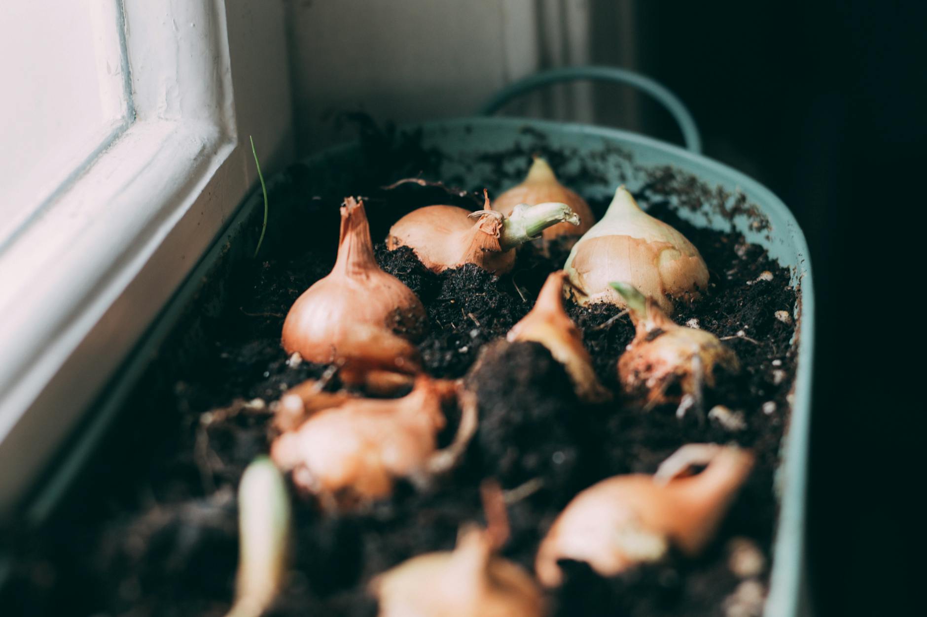 Which Foods Contain Hidden Onions That Could Harm Your Cat?