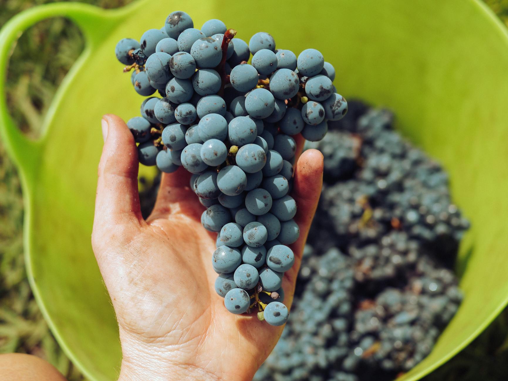 Why Are Grapes Dangerous for Cats and What Makes Them Toxic?