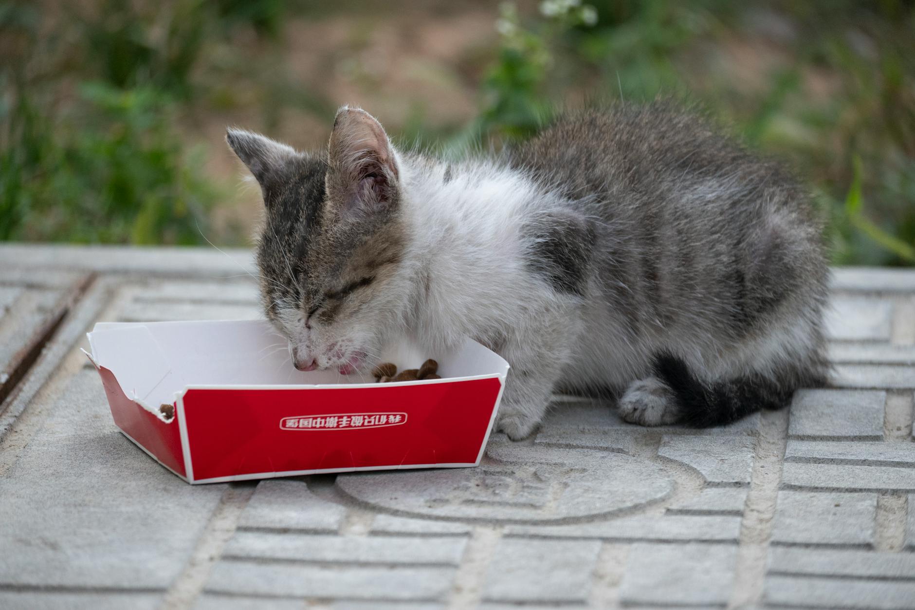 Why Can't Cats Eat Candy Without Health Risks?