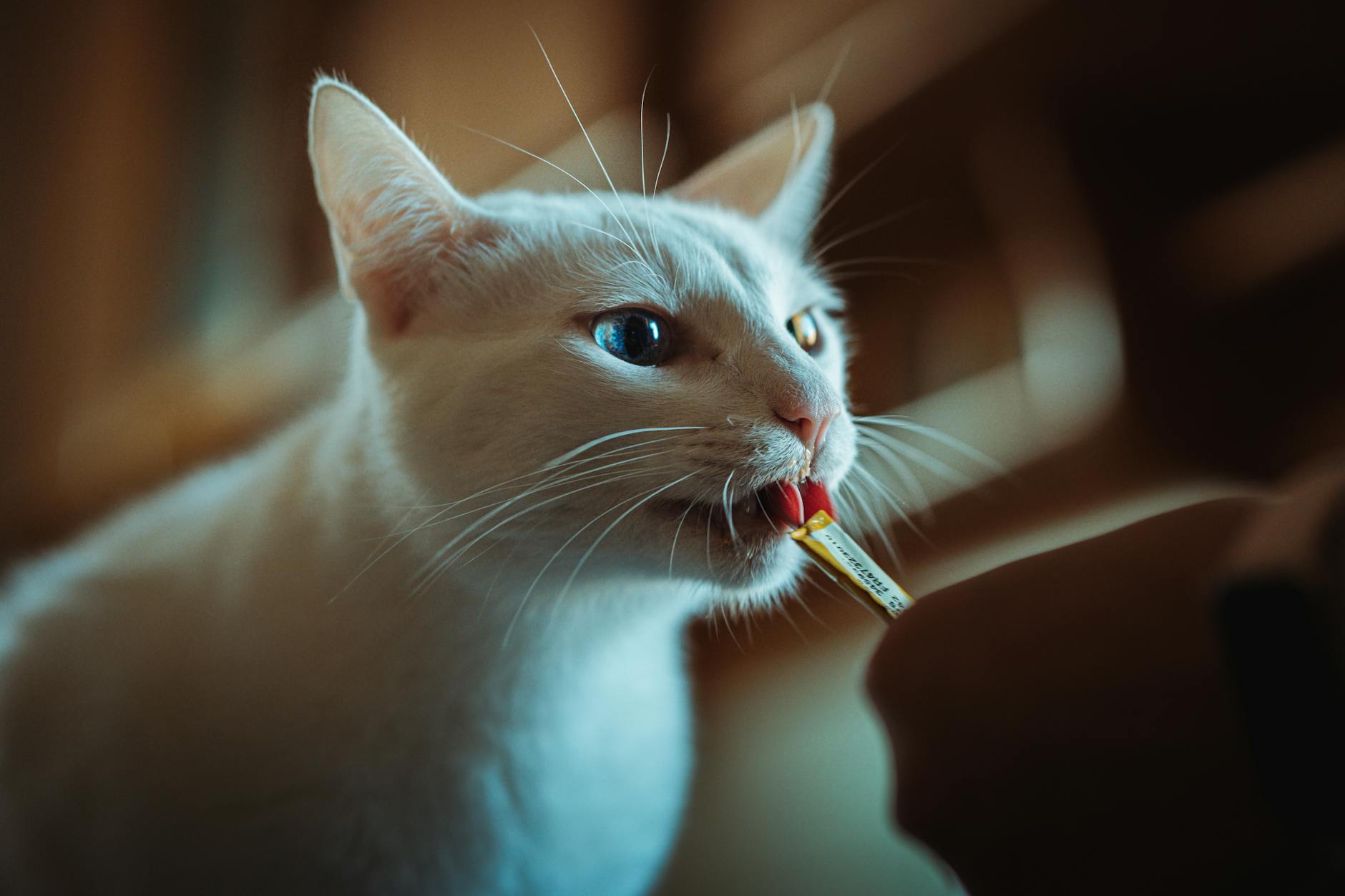 Why Can't Cats Eat Dry Dog Food as a Regular Meal?