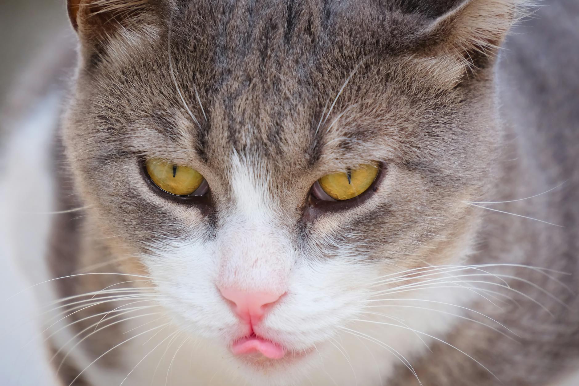 Why Can't Cats Process Honey the Way Humans Can?