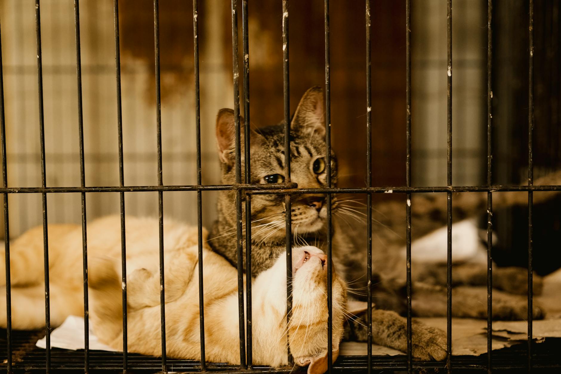 Why Can't Cats Safely Eat Dog Food Long-Term?