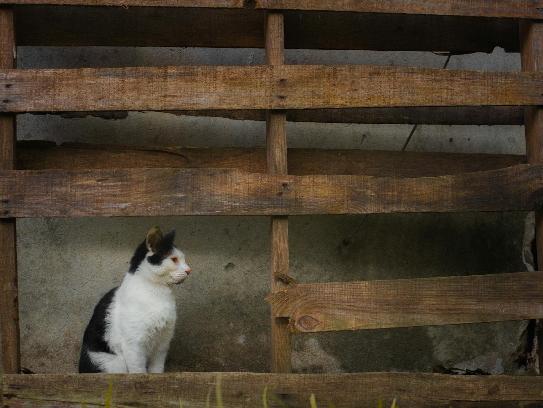 Why Cats Rarely Eat Enough Chocolate to Cause Serious Harm