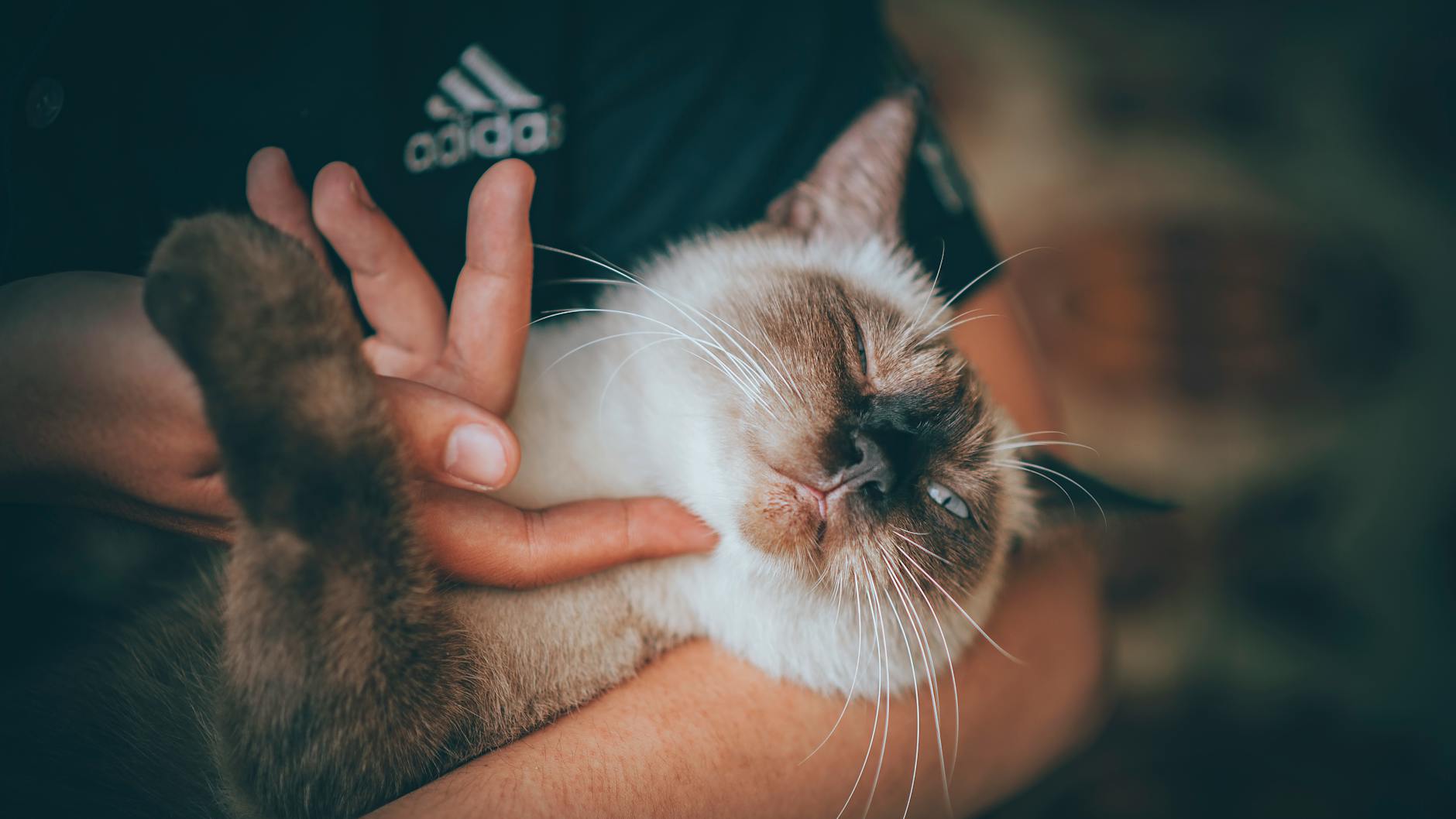 Why Do Cats Love Salmon and Is It Actually Good for Them?