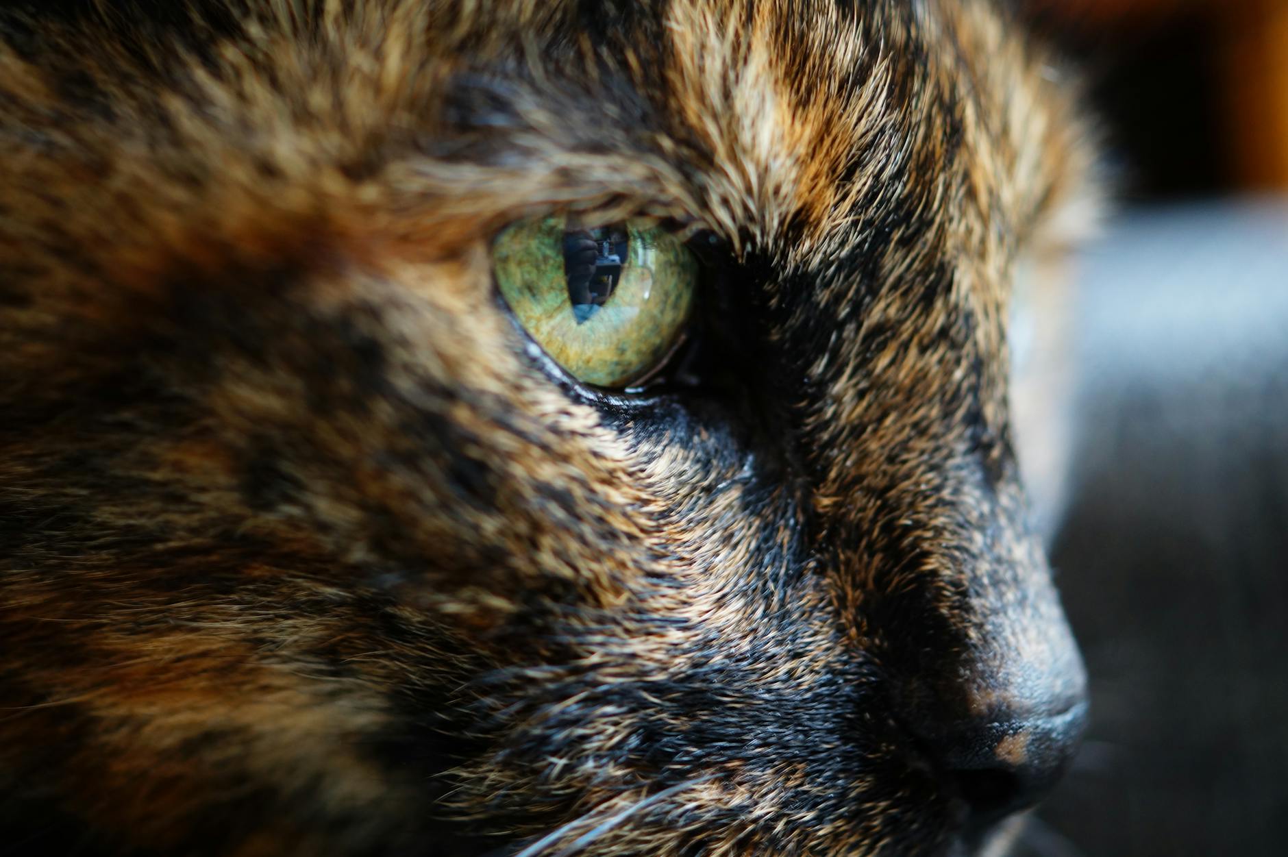 Why Do Cats Want to Eat Peanut Butter if It Is Not Safe for Them?