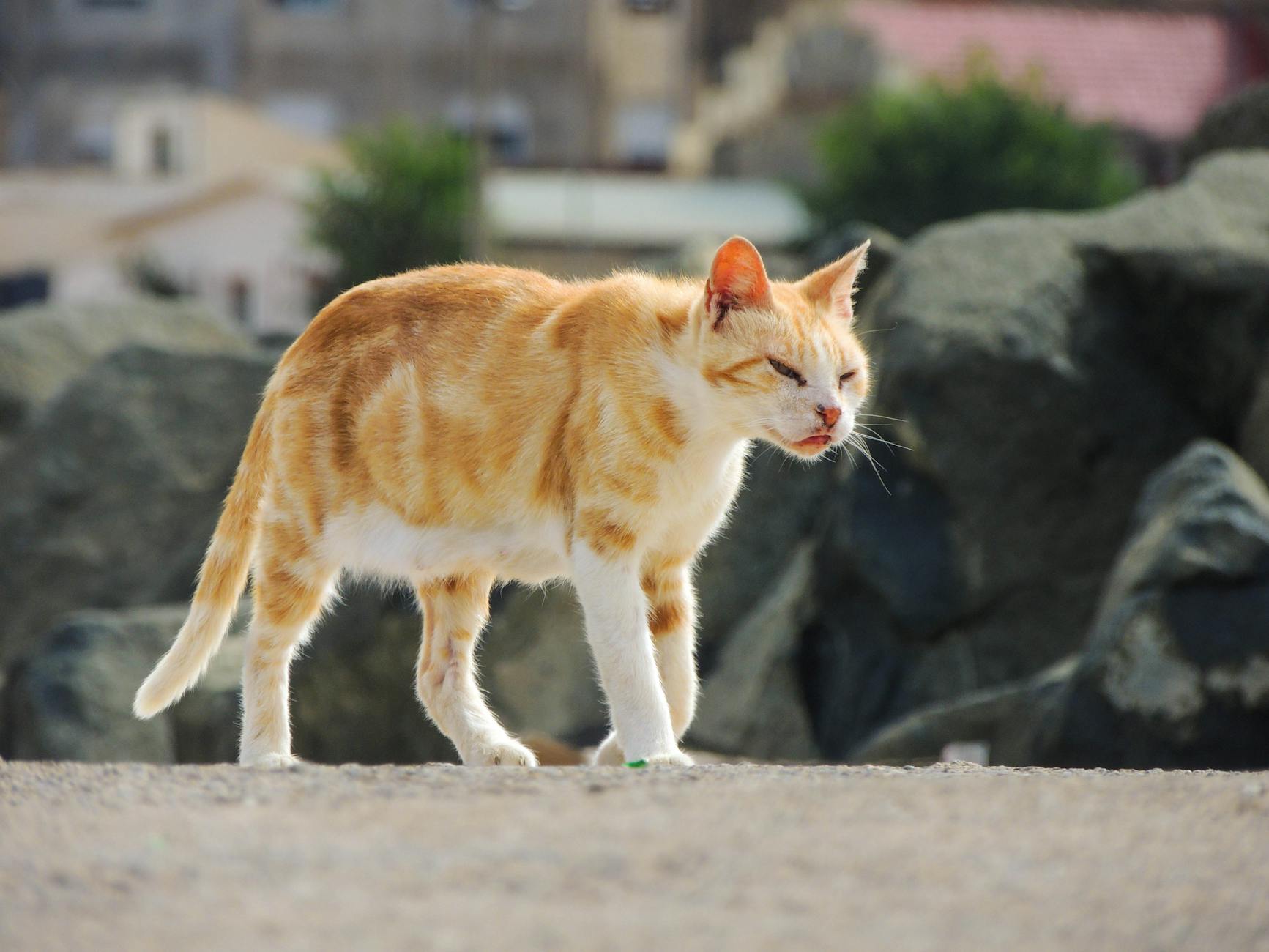 Why Do Some Cats Seem Attracted to Honey?