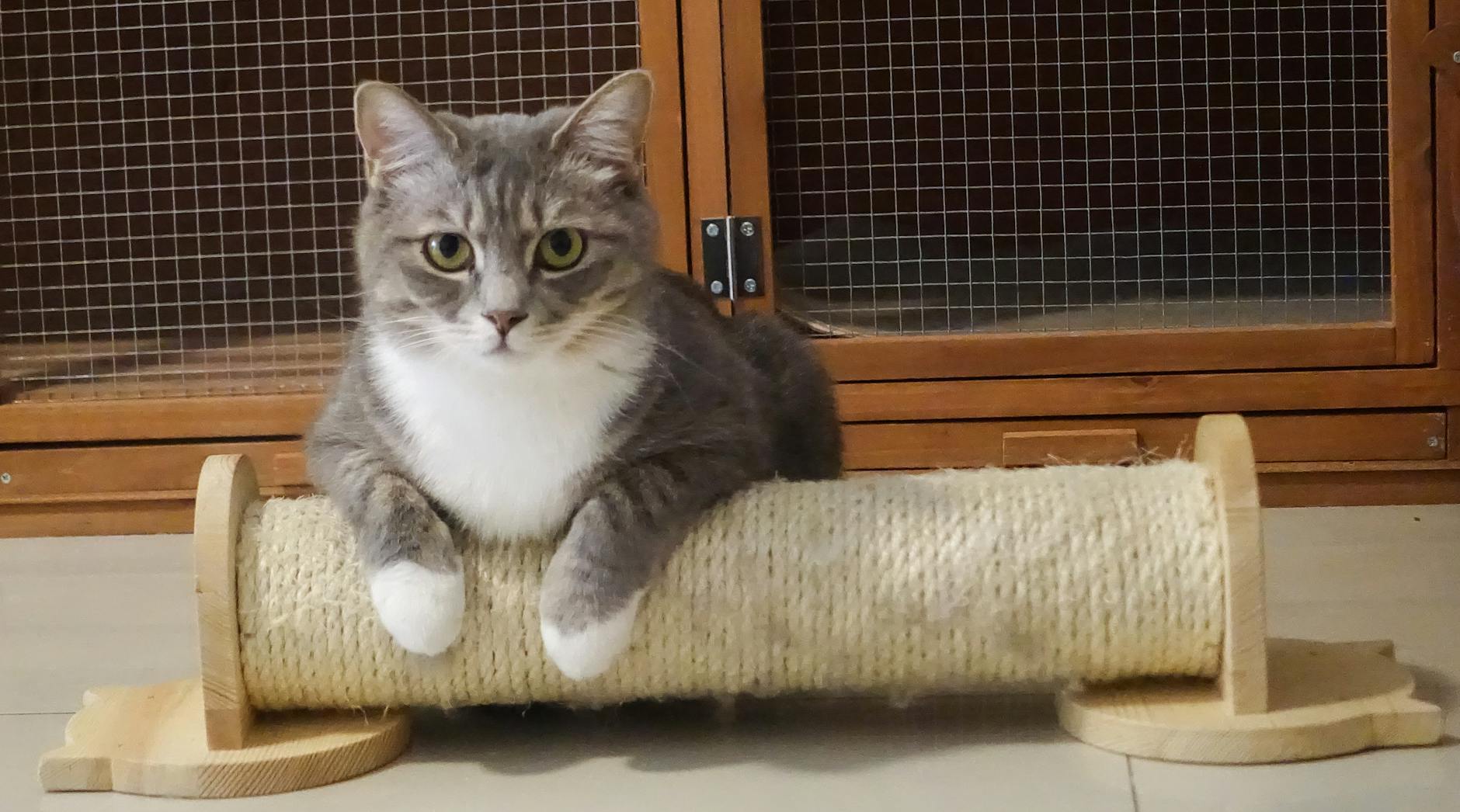 Why Indoor Cats Are Not Automatically Safe from Grape Exposure