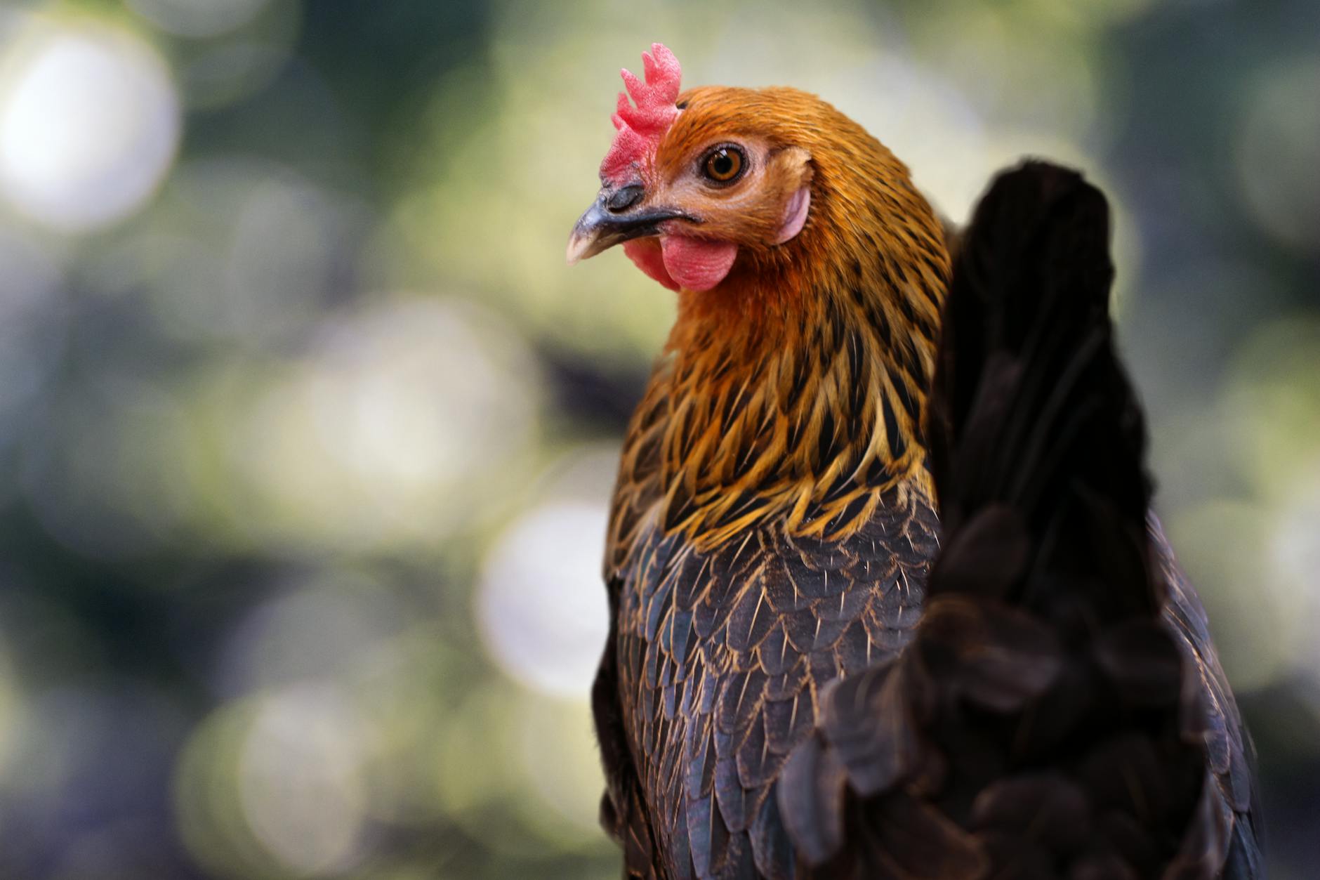 Why Is Chicken Considered a Natural Food for Cats?