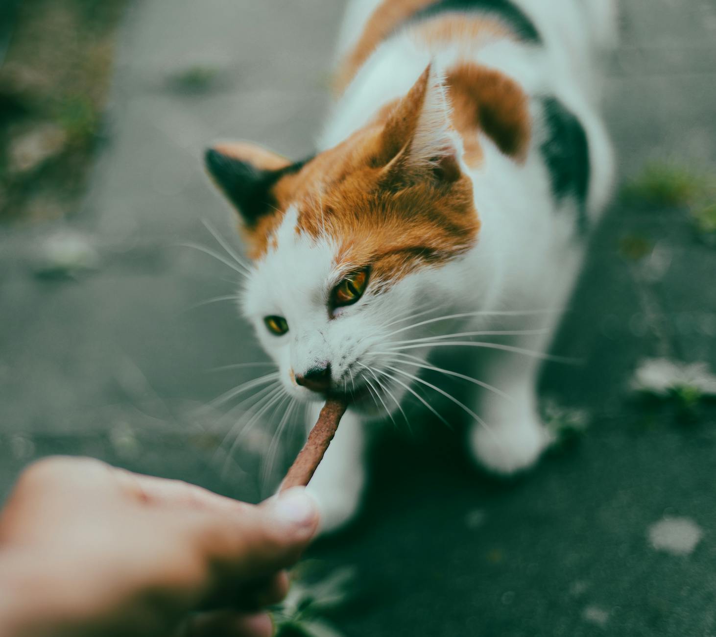 Why Is Feeding Cats Tuna Every Day Dangerous?