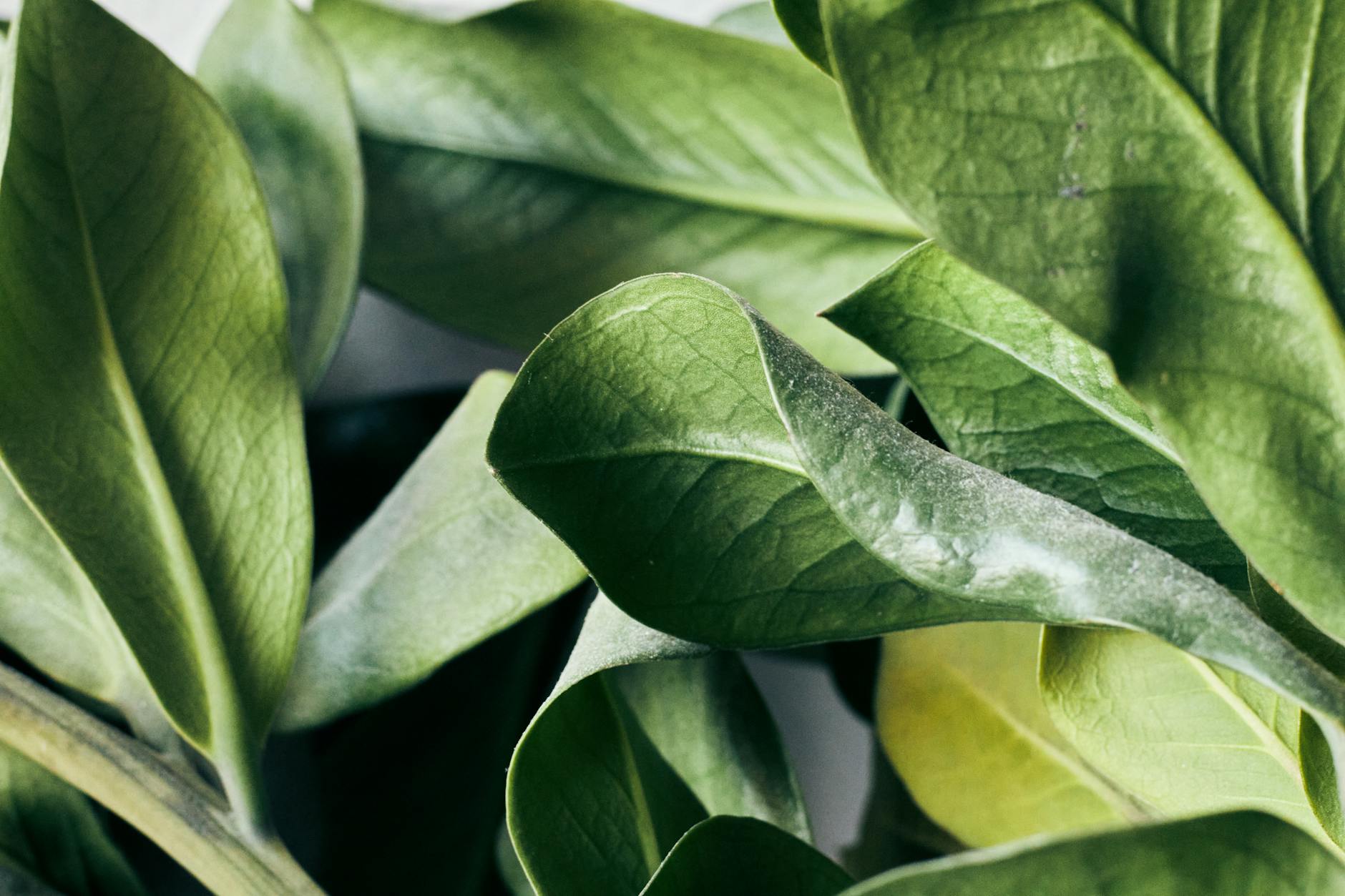 Are Green Beans Nutritionally Beneficial for Cats?