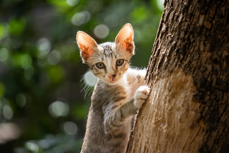 Are Oranges Safe for Cats - Featured image