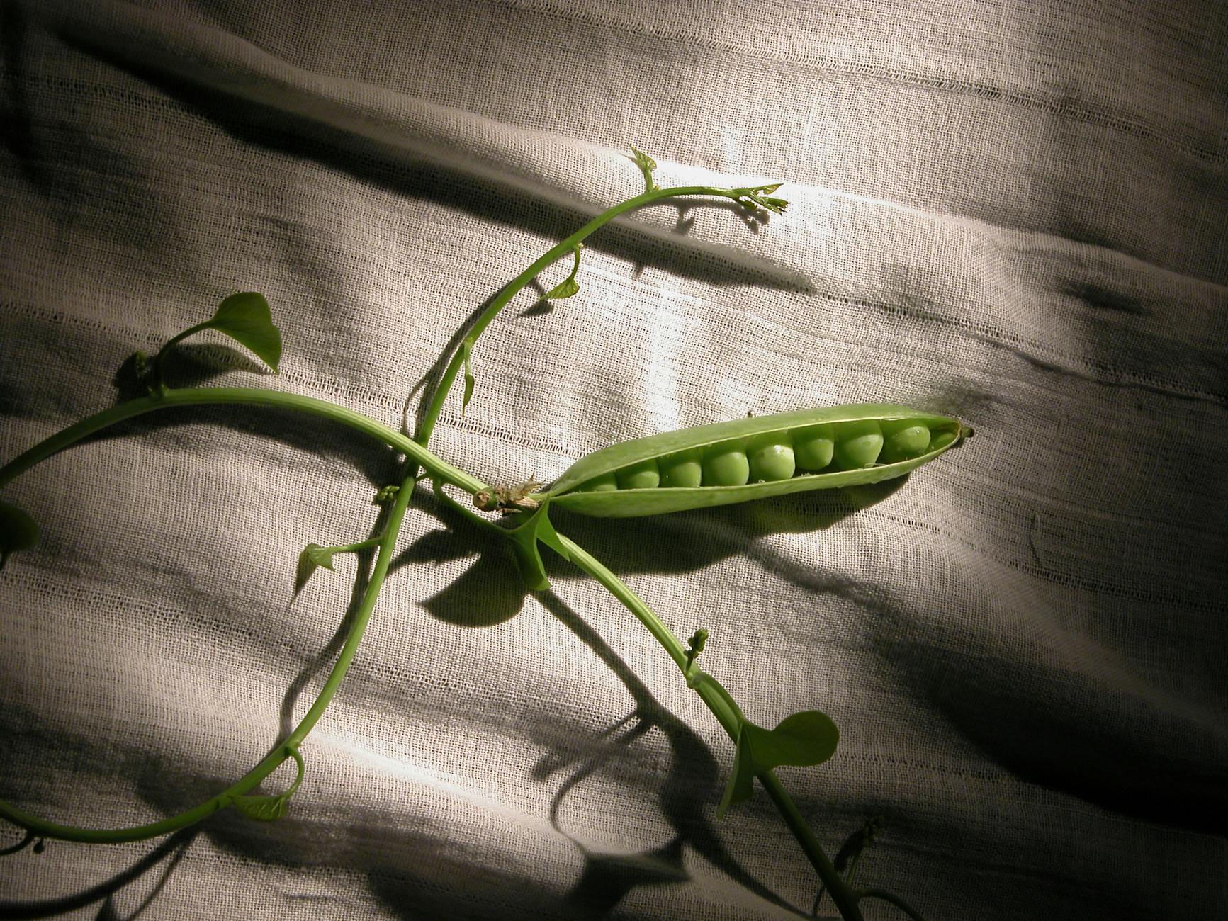 Are Peas Actually Nutritious for Cats, or Just a Filler?