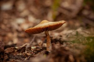 Are Wild Mushrooms Toxic to Cats - Featured image