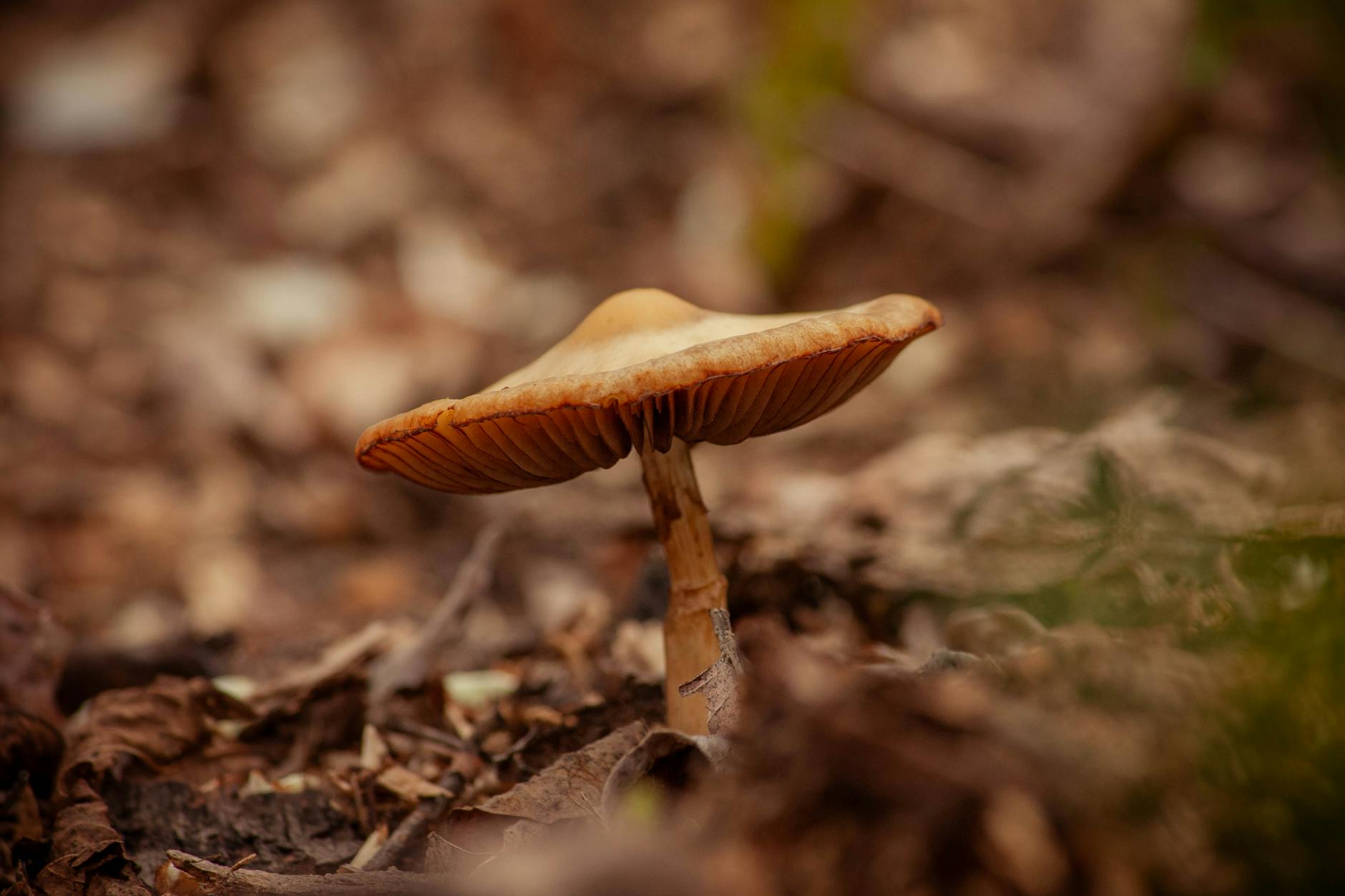 Are Wild Mushrooms Toxic to Cats - Featured image