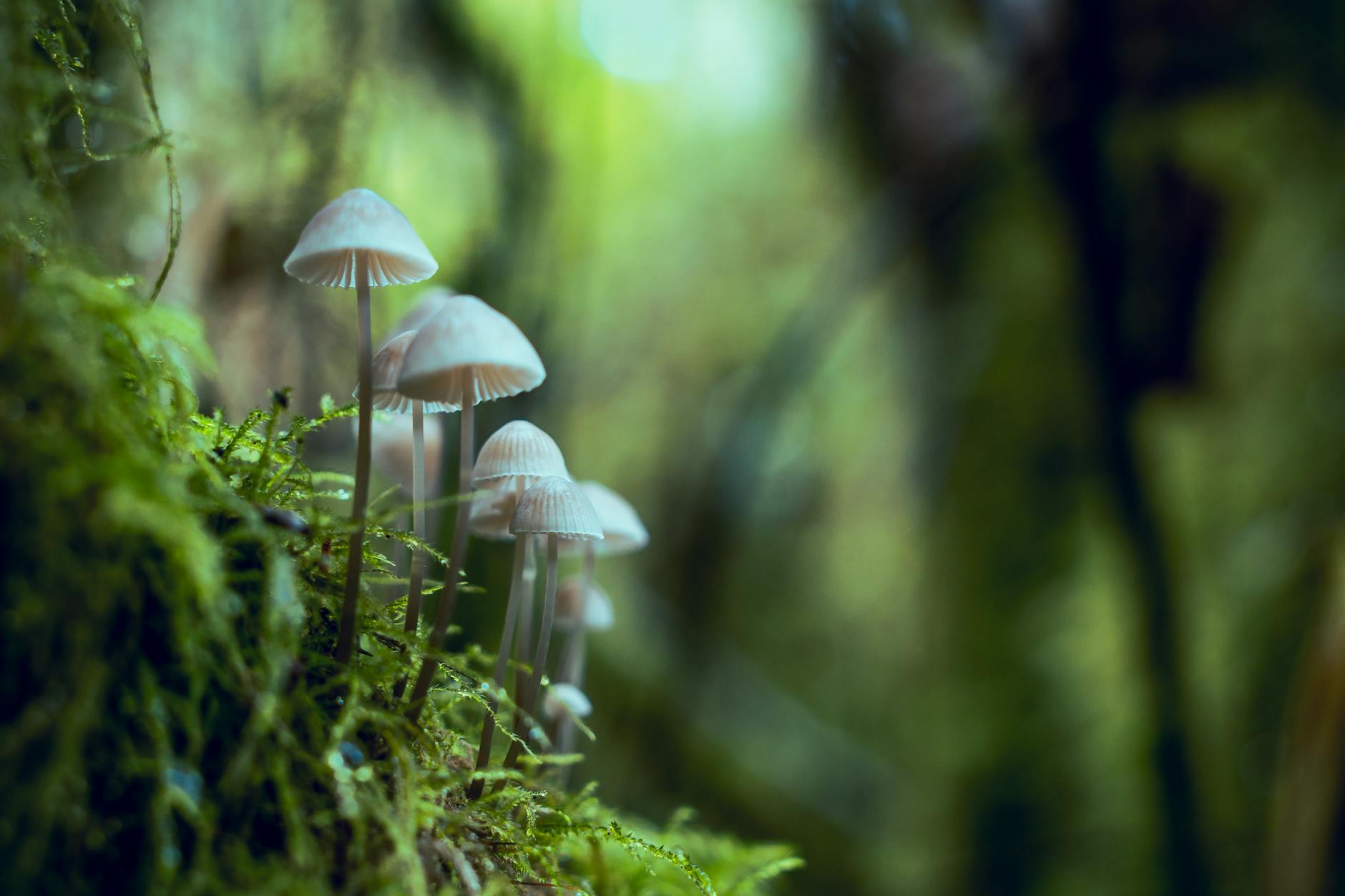 Can Any Mushrooms Be Safely Fed to Cats?