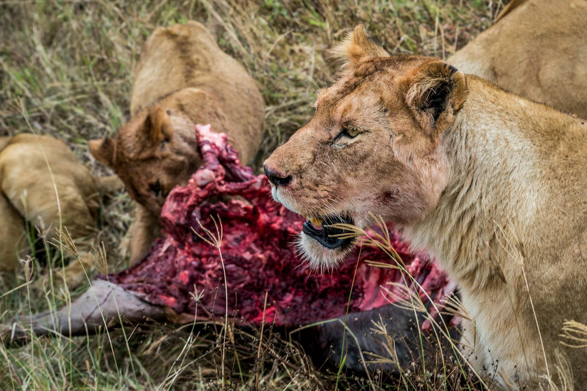 Can Cats Eat Lettuce Without Risk?