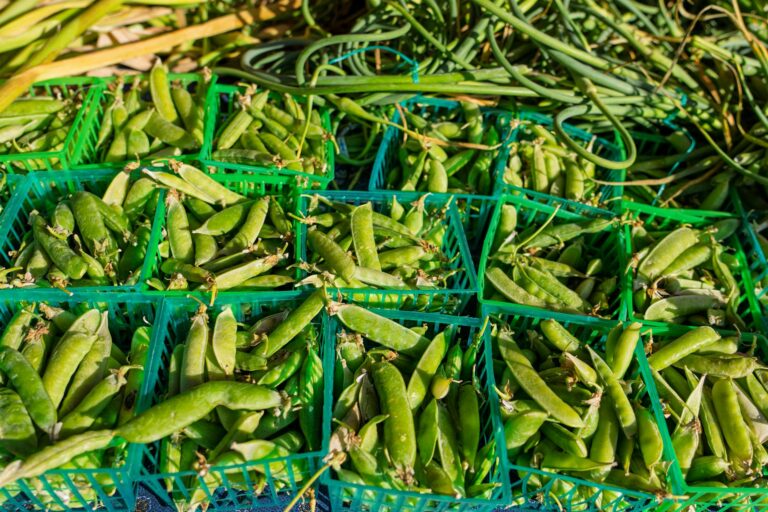 Can Cats Eat Peas Safely - Featured image