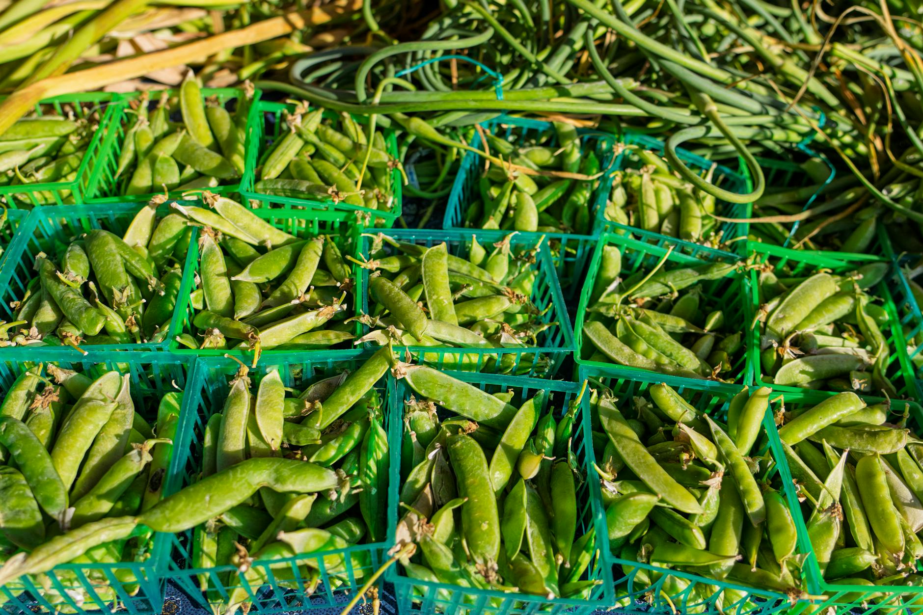 Can Cats Eat Peas Safely - Featured image