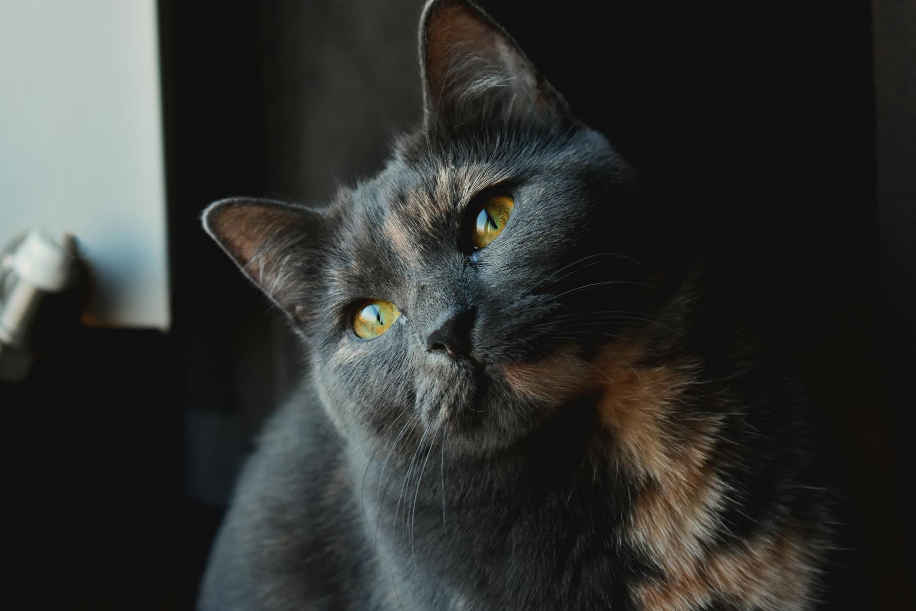 Common Behavioral Challenges Even in Kid-Friendly Breeds
