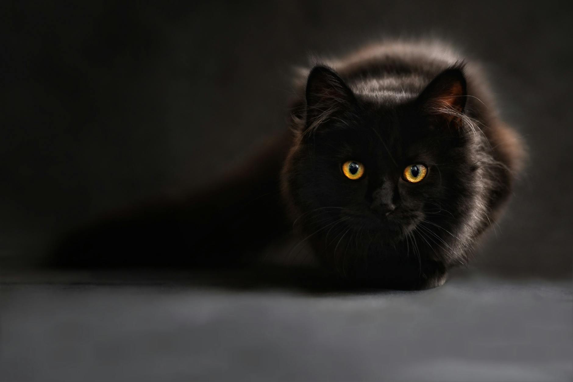 Common Infections Resulting From Shared Cat Saliva Contact