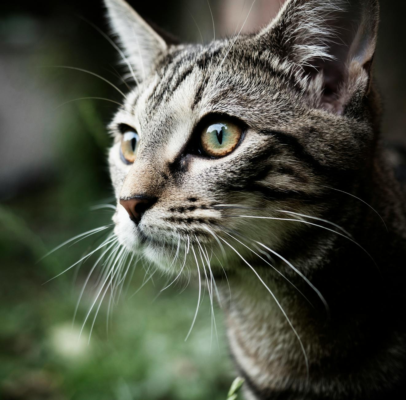 Common Misconceptions About Friendly Cat Breeds