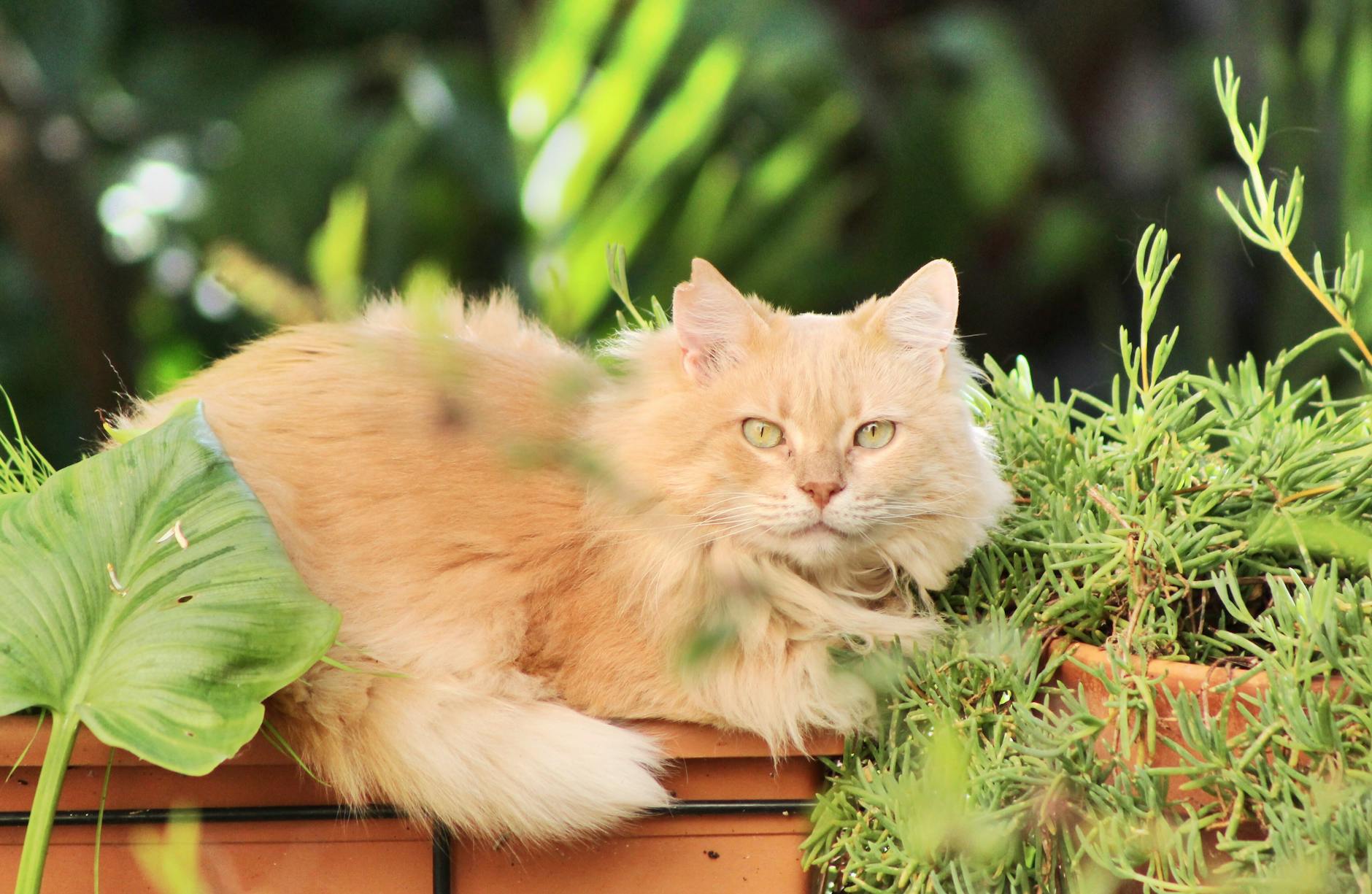 Common Misconceptions About Independent Cats