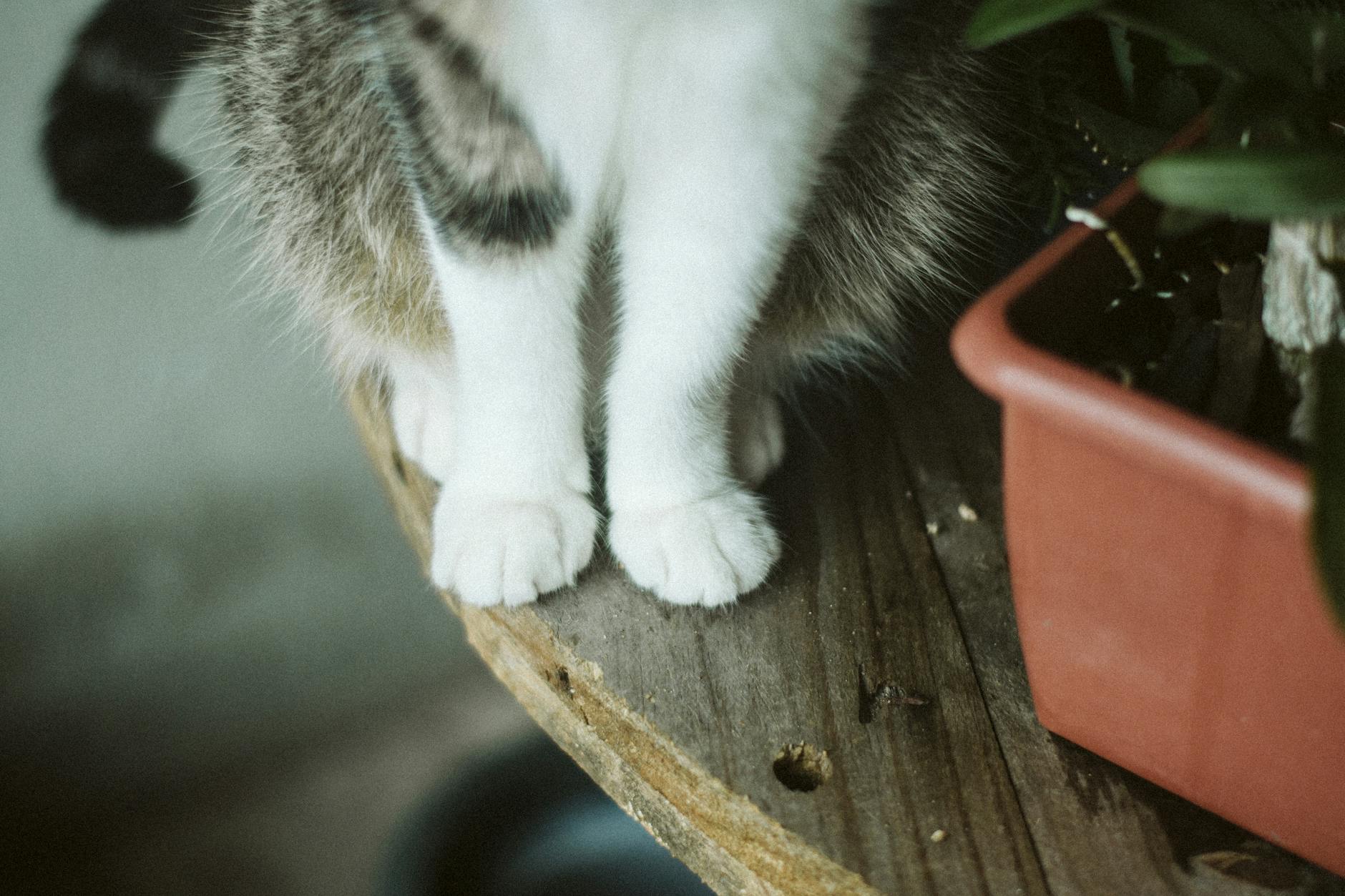 Common Misconceptions About Mushroom Safety in Cats
