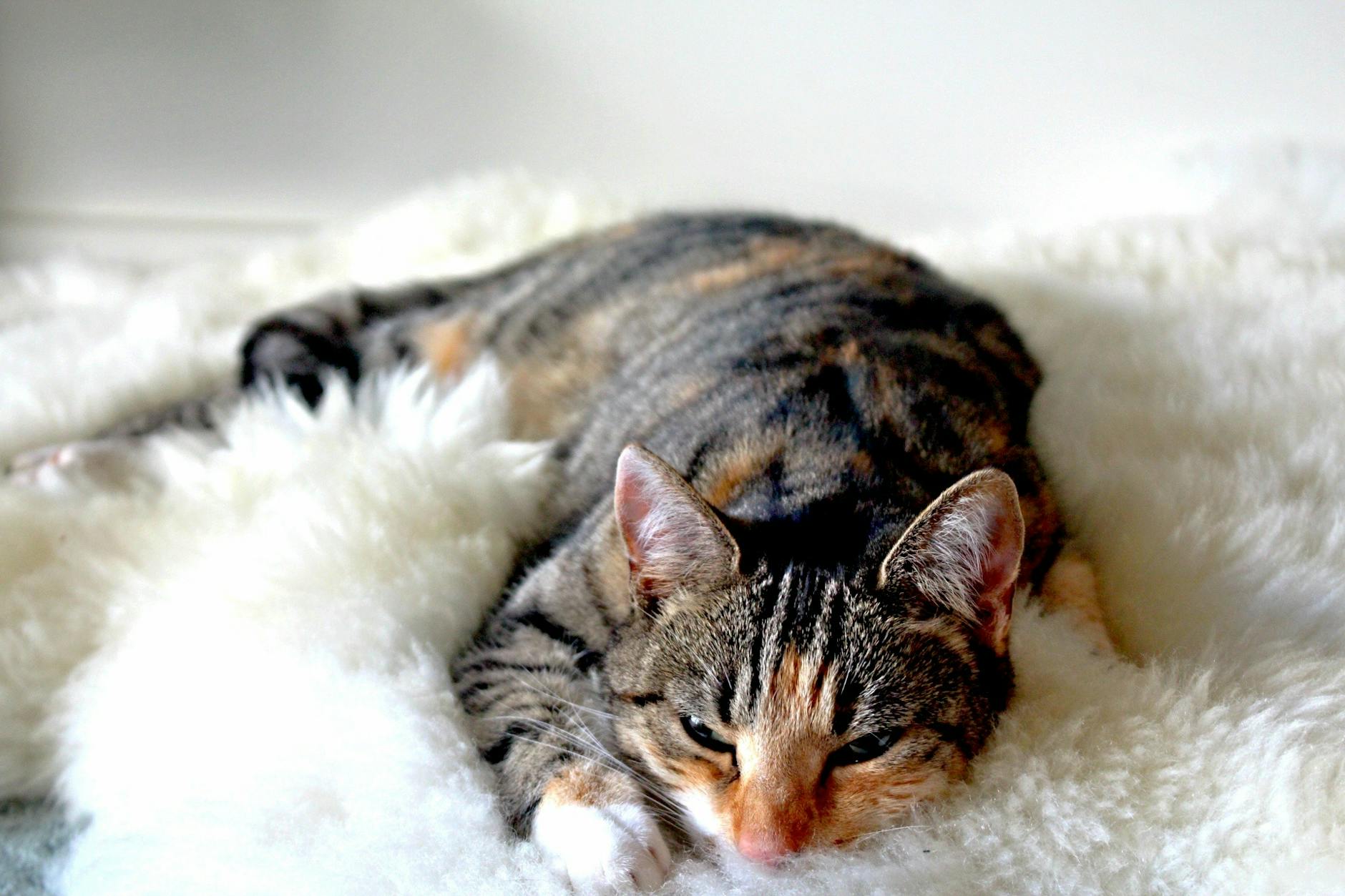 Common Mistakes Cat Owners Make With Pasta