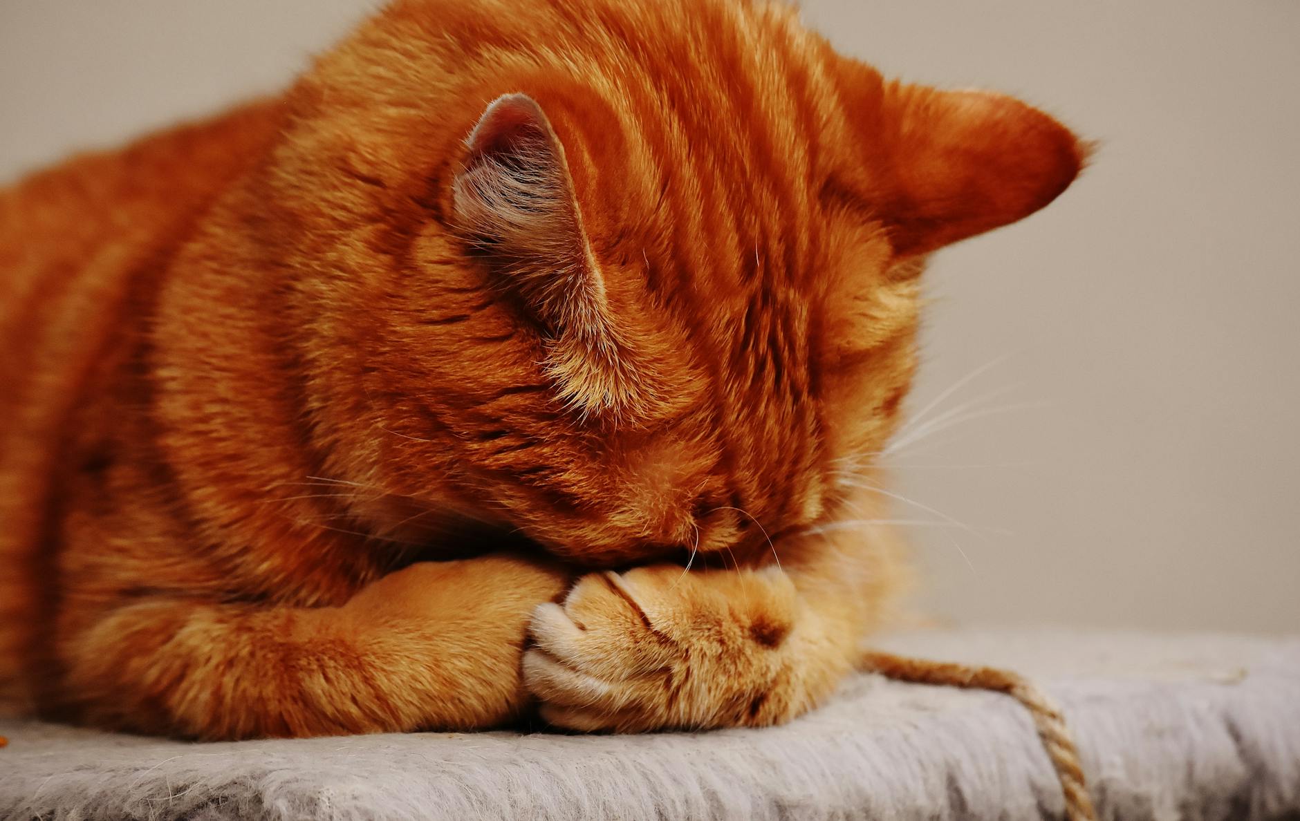 Common Mistakes That Put Cats at Risk