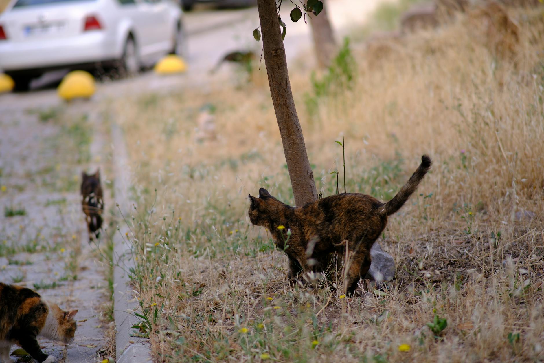 Common Mistakes When Feeding Cats Human Foods
