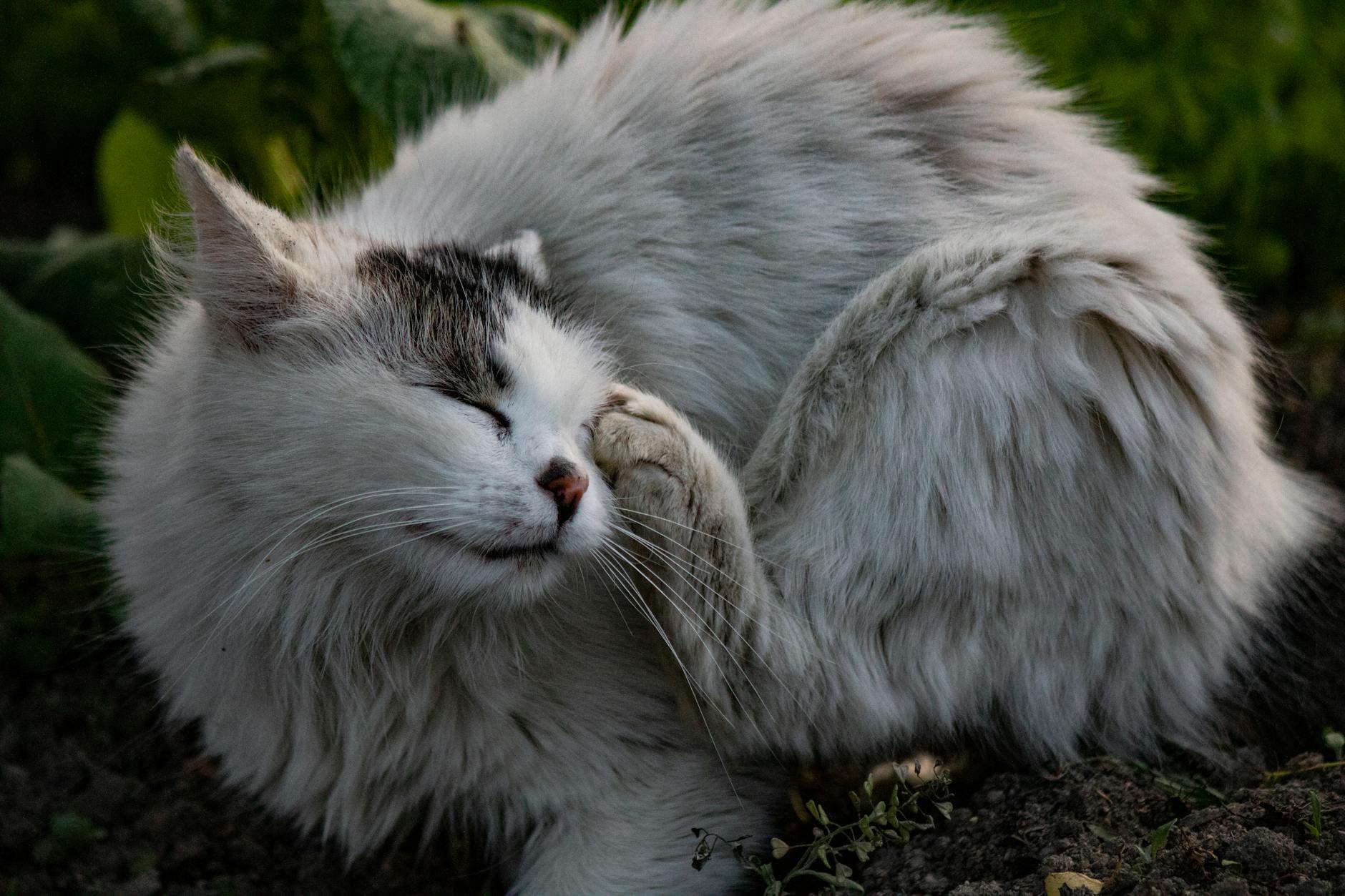 Common Scenarios Where Cats Get Into Cinnamon