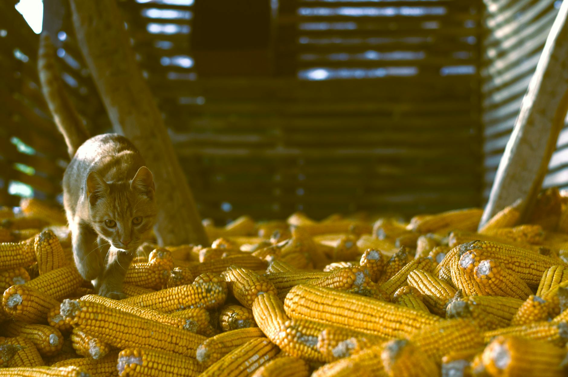 Corn Allergies and Intolerances in Cats