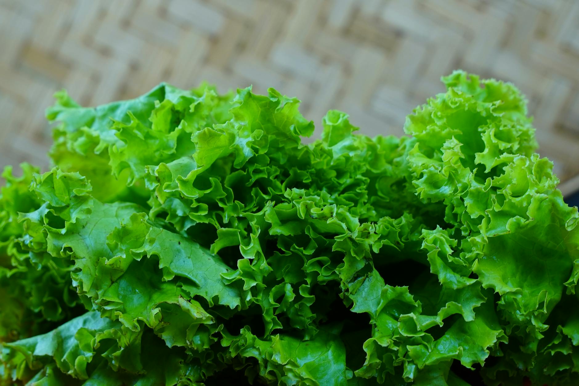 Different Types of Lettuce and Safety Considerations