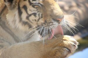 Is Cinnamon Dangerous for Cats - Featured image