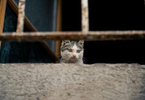 Is Corn Safe for Cats - Featured image