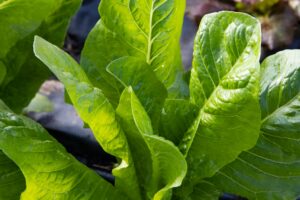Is Lettuce Safe for Cats - Featured image