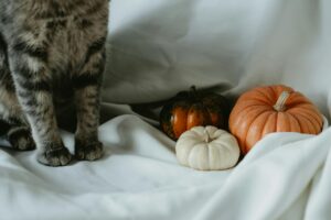 Is Pumpkin Safe for Cats to Eat - Featured image