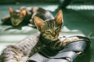 Is Salt Bad for Cats - Featured image