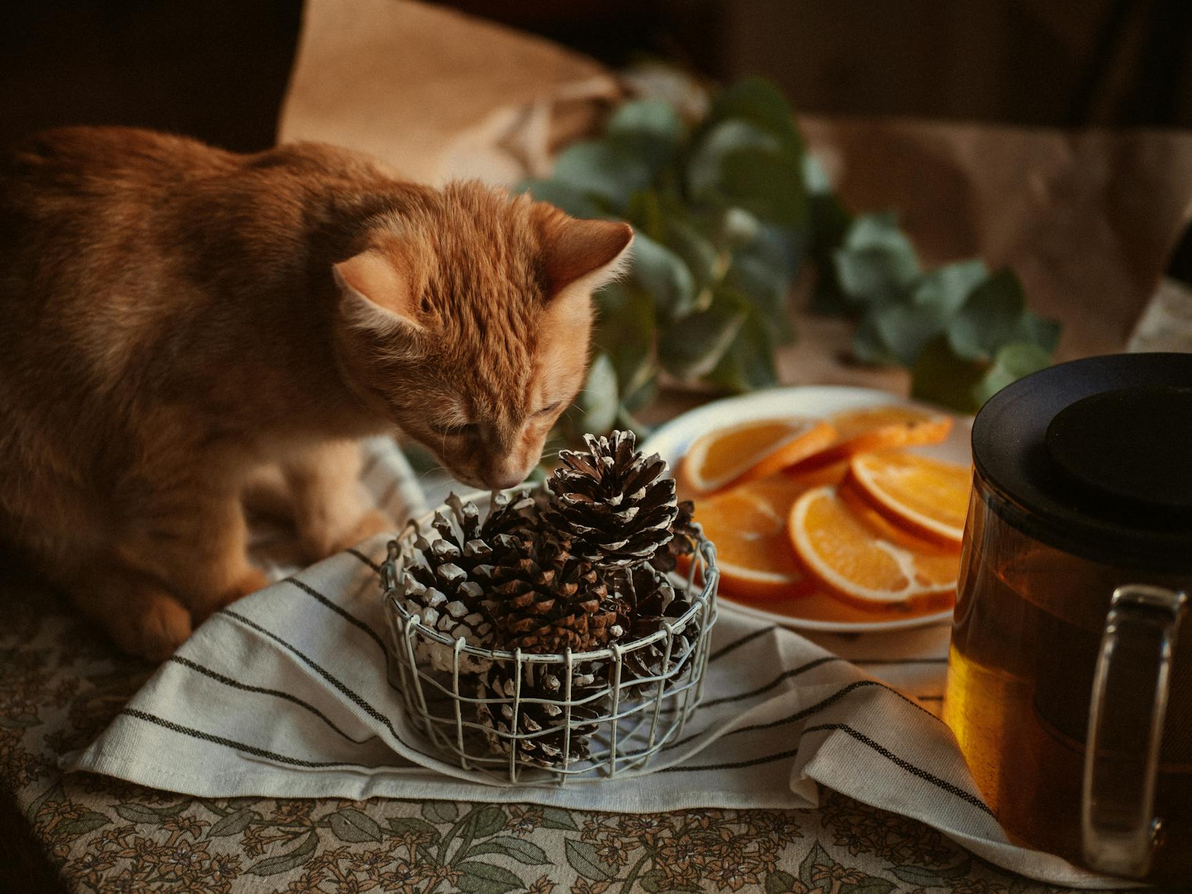 Symptoms of Citrus Toxicity in Cats