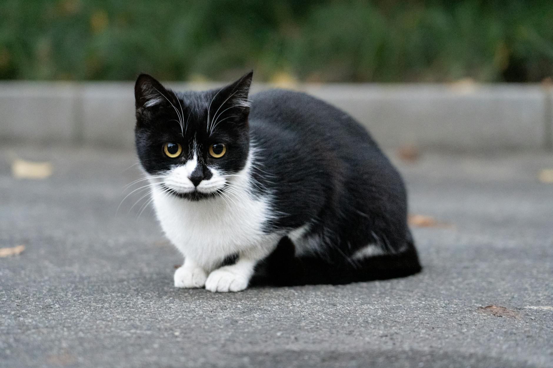What Happens When a Cat Eats Avocado?