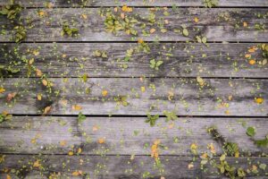 What Is a Straight Ear Cat Breed - Featured image