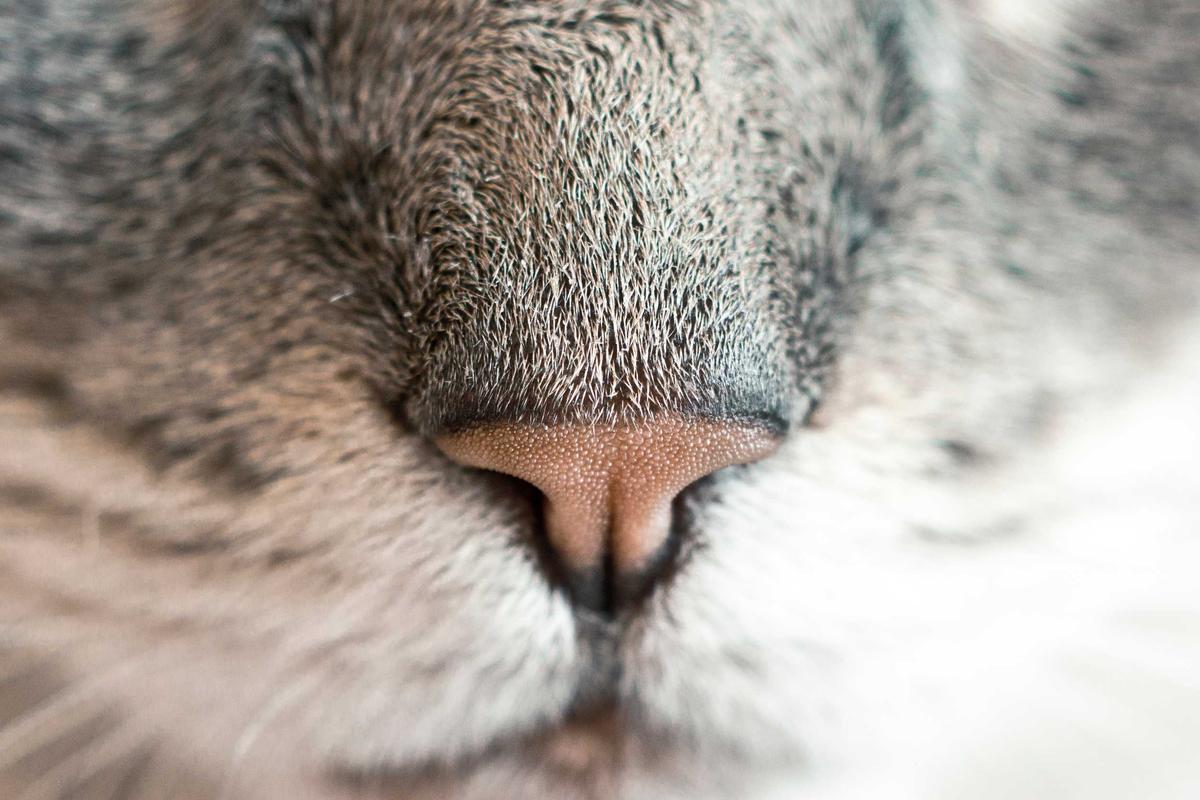 What Is an Abyssinian Cat - Featured image