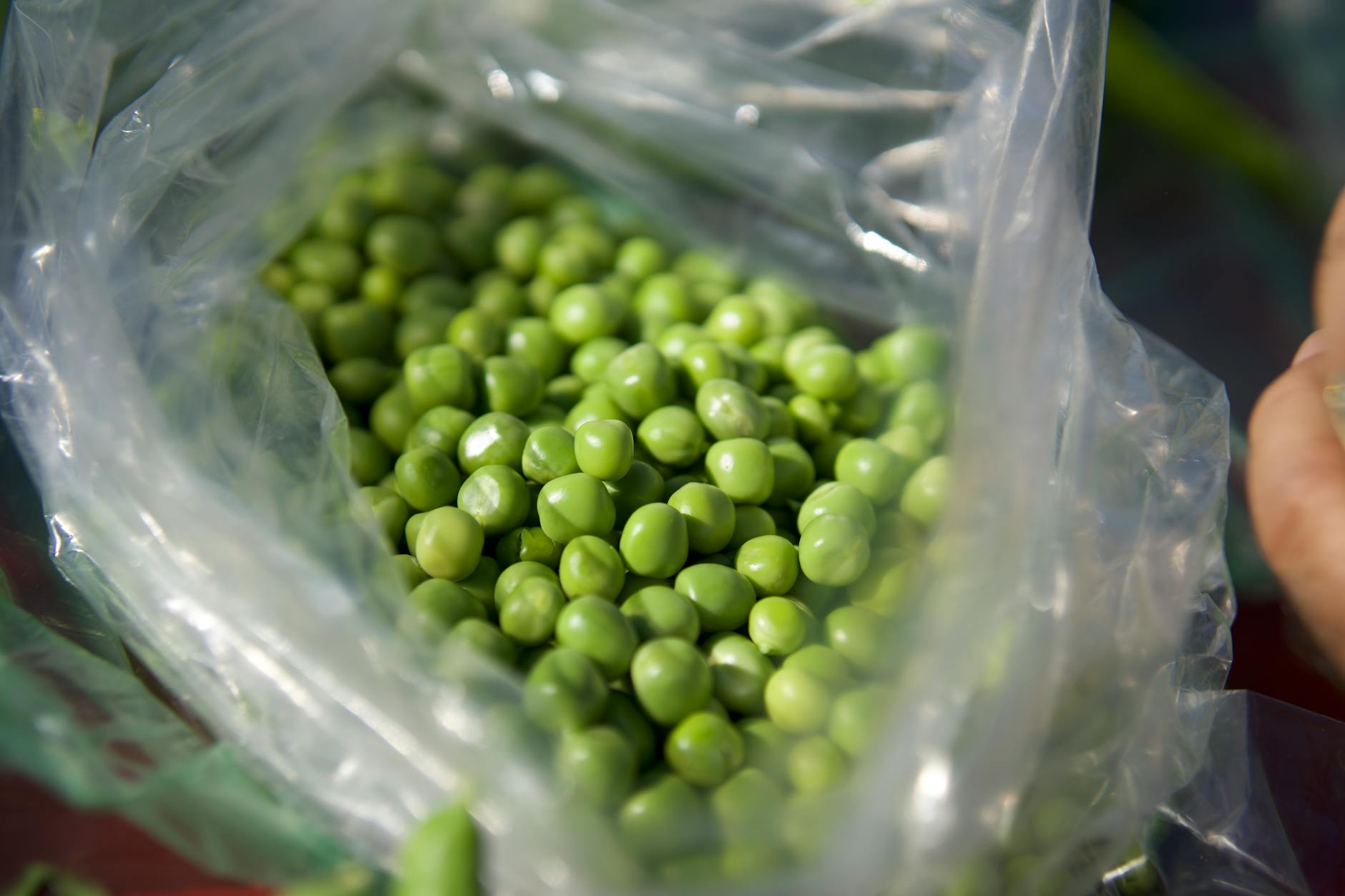 When Peas Might Cause Health Concerns in Cats