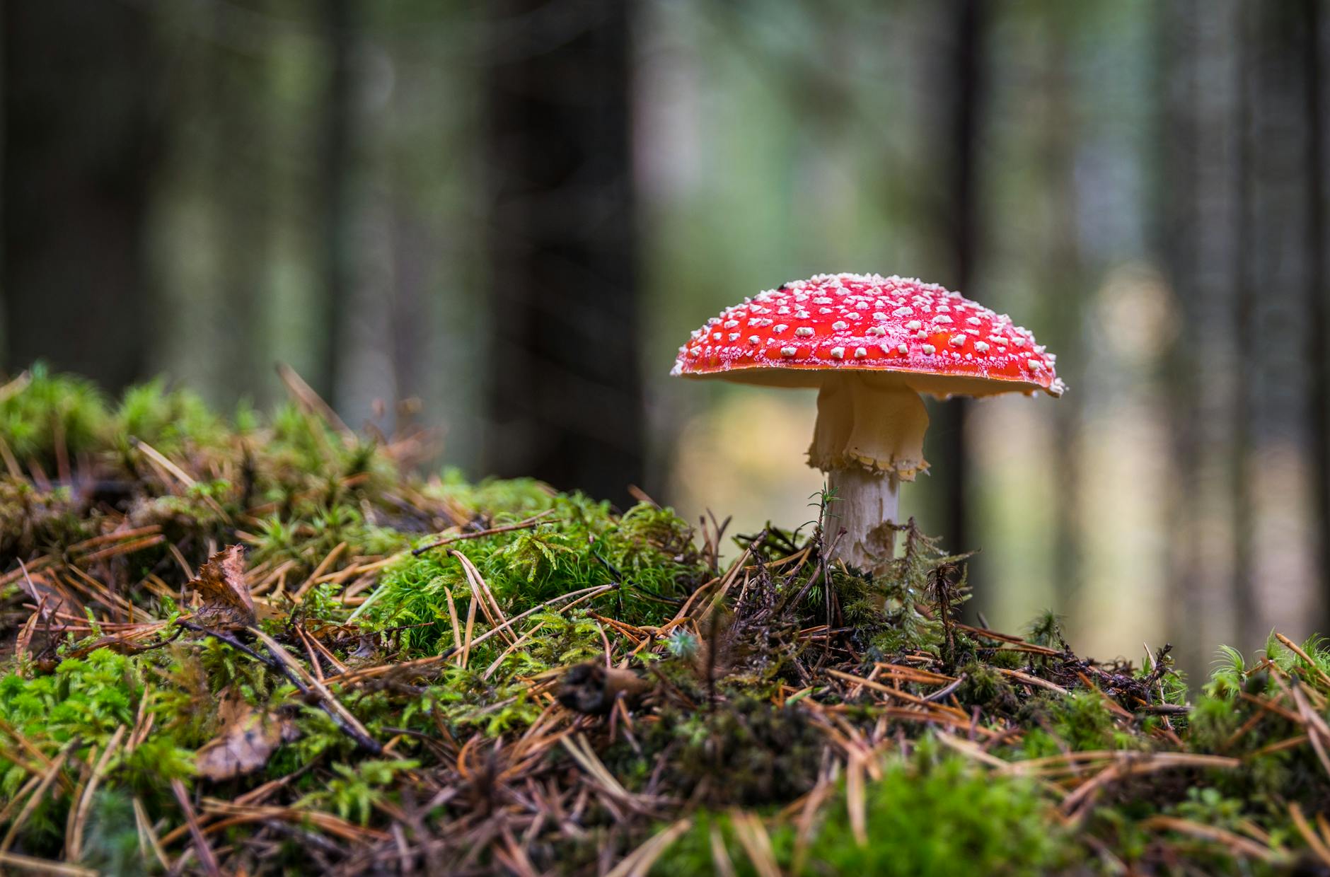 Which Wild Mushrooms Are Most Toxic to Cats?