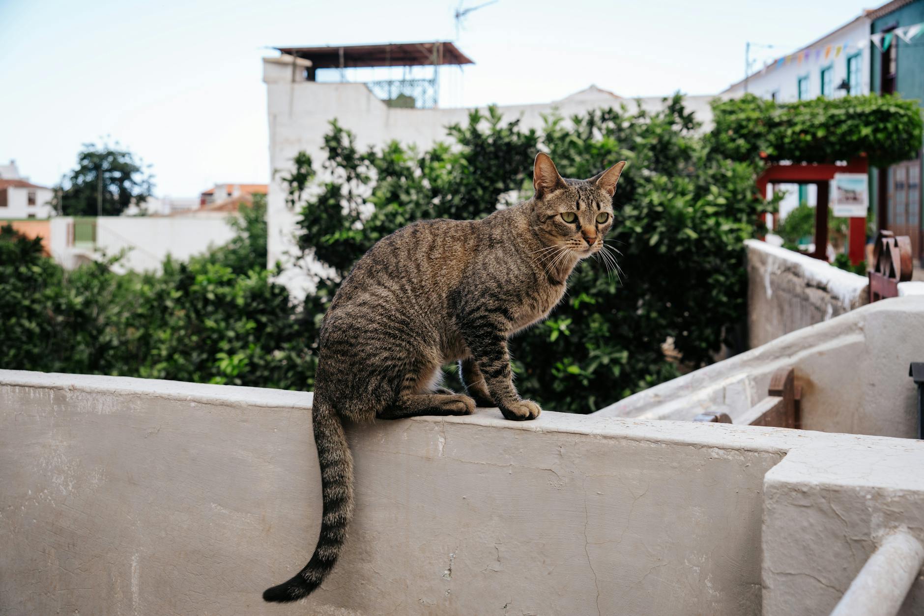 Why Are Cats Attracted to Cantaloupe if They Can't Taste Sweet?
