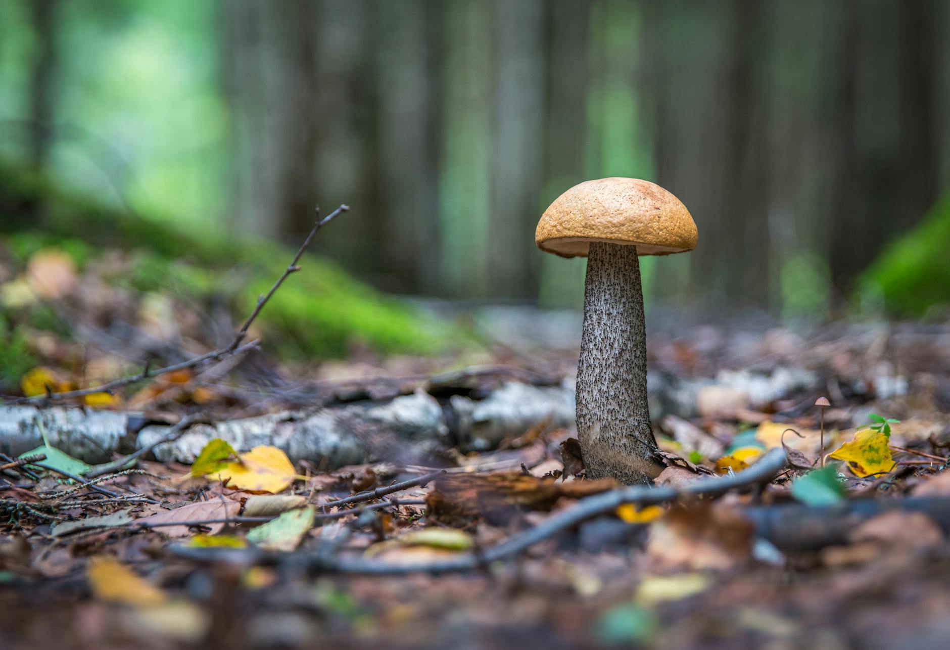 Why Are Mushrooms Toxic to Cats?