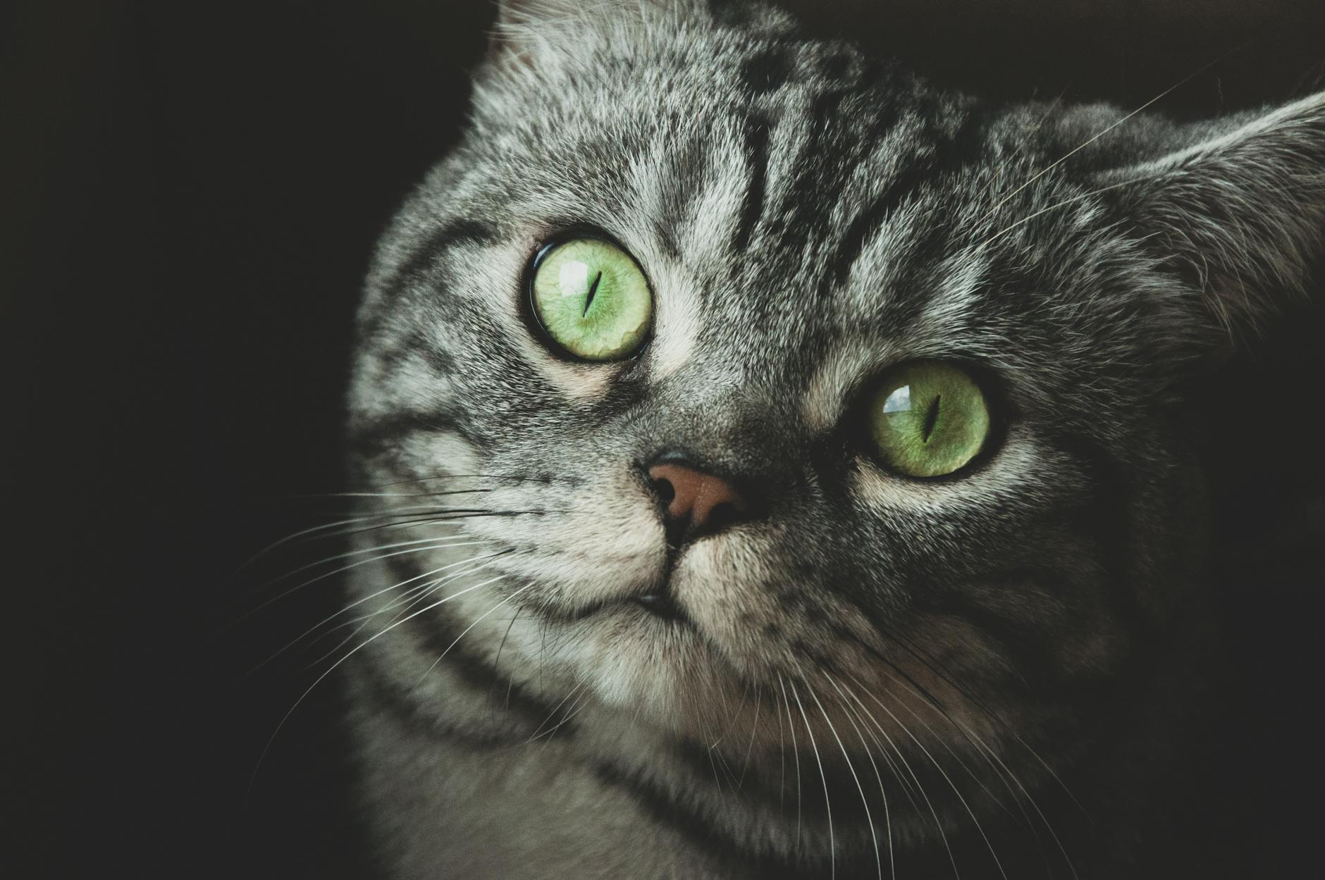 Why Cats Lack the Ability to Taste Spice Like Humans Do