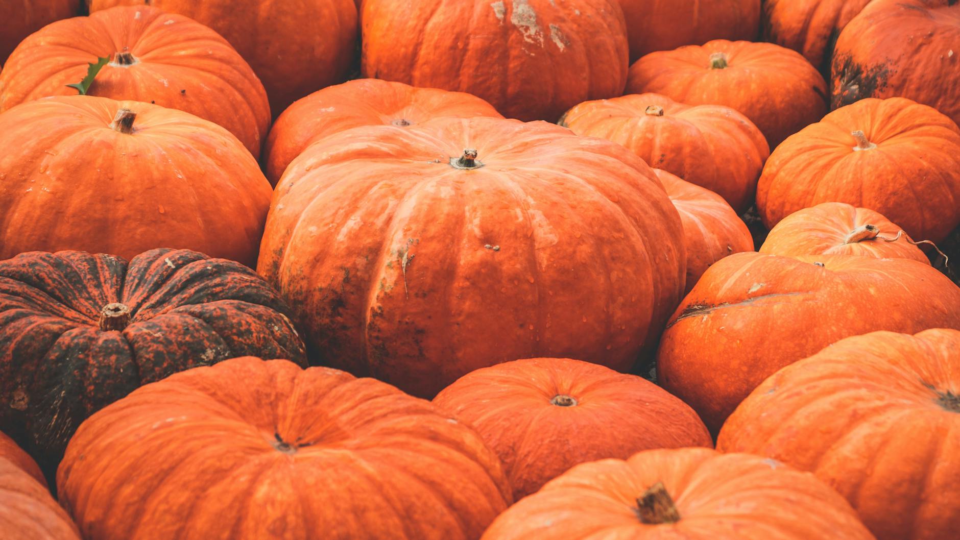 Why Is Pumpkin Considered Safe for Cats to Eat?