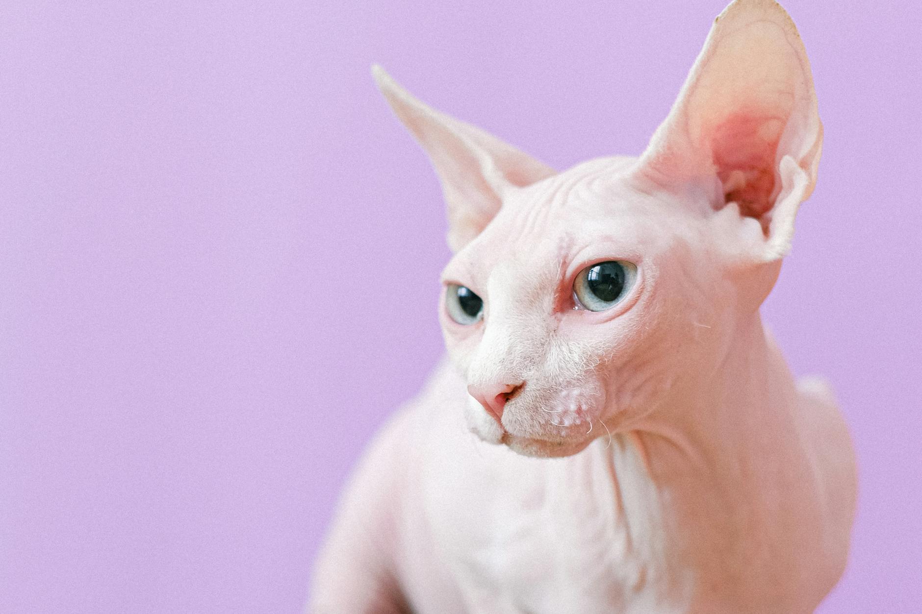 Yeast Infections in Cats' Skin and Ears